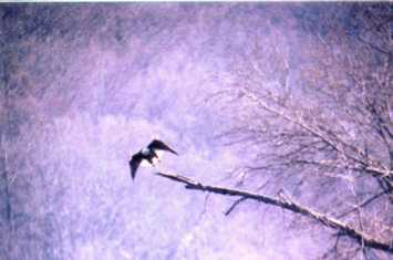 Eagle