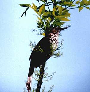 bird