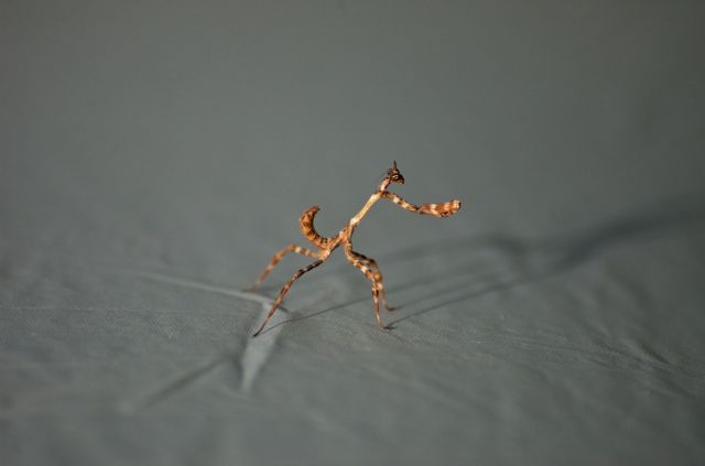 Stick Bug in Oracle