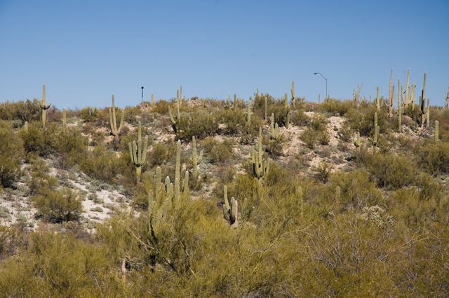 Honeybee Park - More Saguaro Cactus