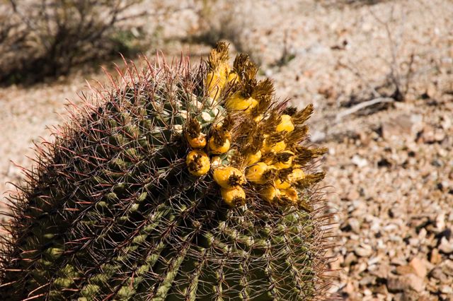 Honeybee Park - Barrel Cactus