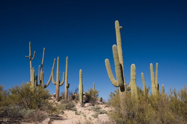 Honeybee Park - Saguaro Cactus and Sky