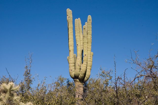 Honeybee Park - Saguaro Cactus