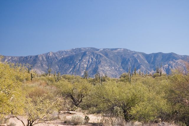 Honeybee Park - Saguaro Cactus and Mountains