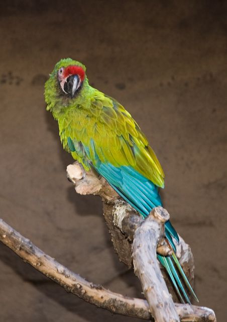 Reid Park Zoo - Parrot