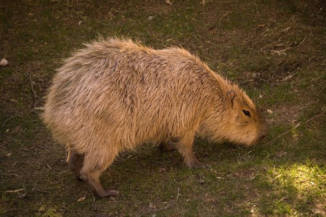 Reid Park Zoo - Capybara