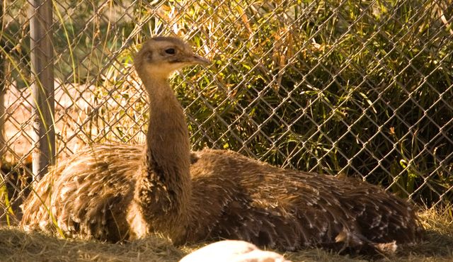 Reid Park Zoo - Ostrich
