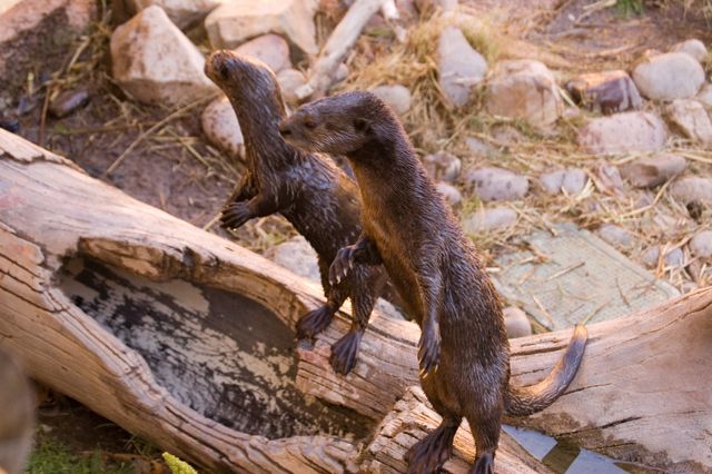 Reid Park Zoo - Otters