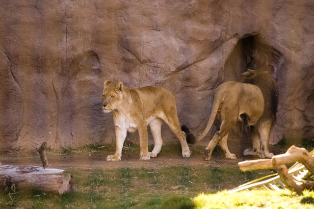 Reid Park Zoo - Lions