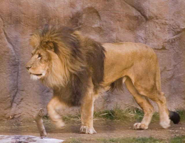 Reid Park Zoo - Lion
