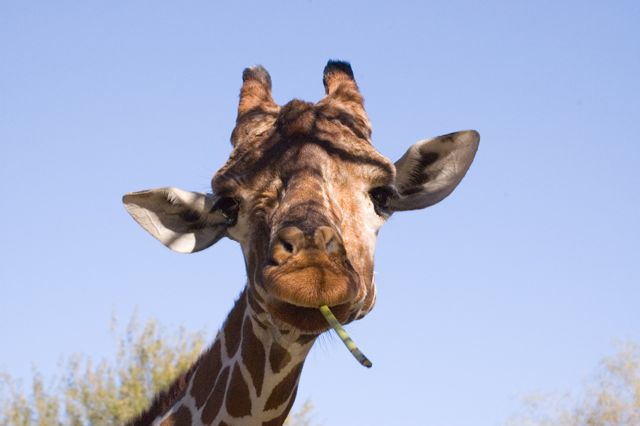 Reid Park Zoo - Giraffe