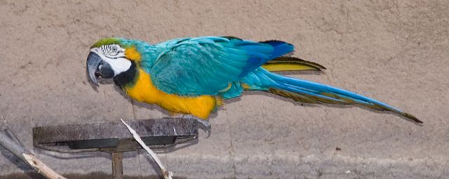 Reid Park Zoo - Another Parrot