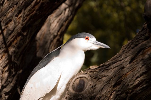 Reid Park Zoo - Another Bird
