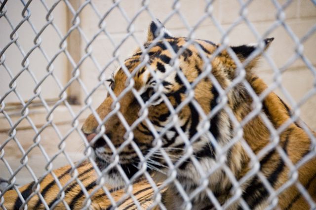 Reid Park Zoo - Tiger