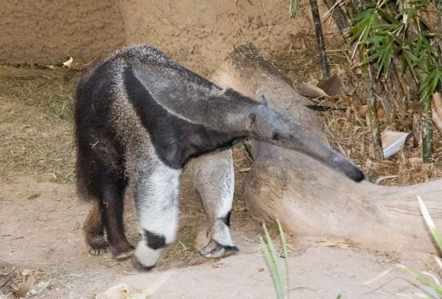 Reid Park Zoo - Anteater