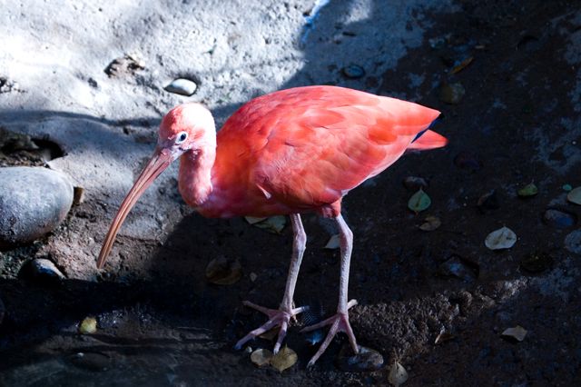 Reid Park Zoo - Flamingo