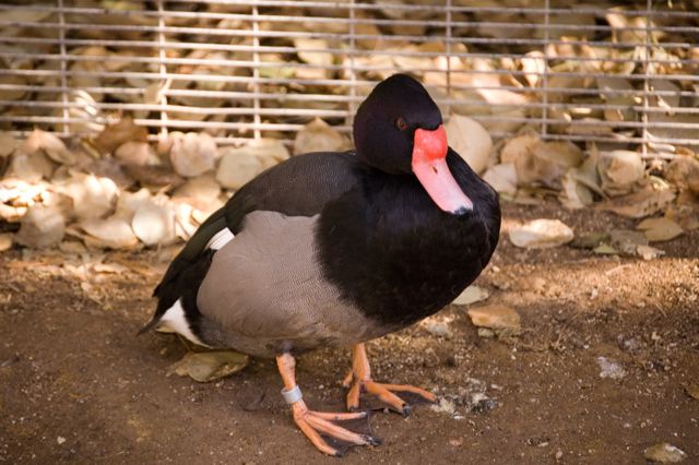 Reid Park Zoo - Duck