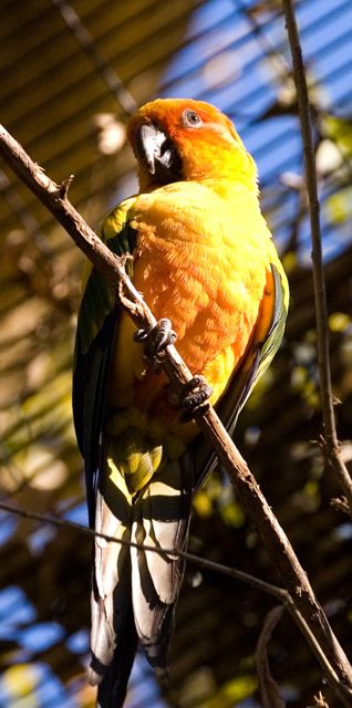 Reid Park Zoo - Yet Another Parrot