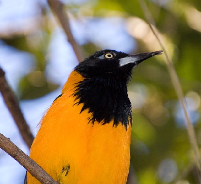 Reid Park Zoo - Bird closeup