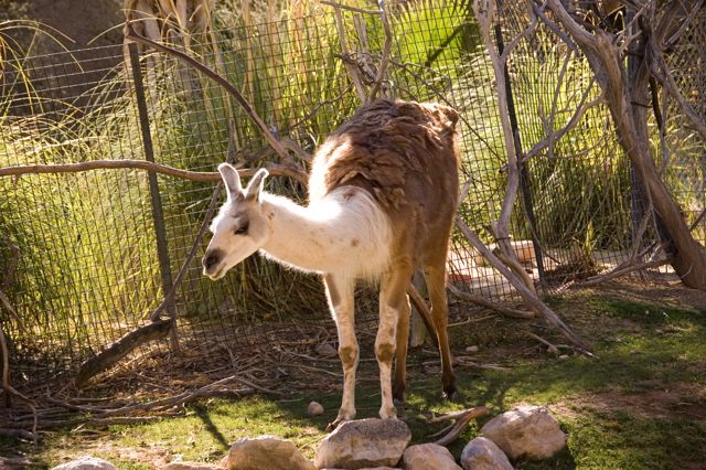 Reid Park Zoo - Llama